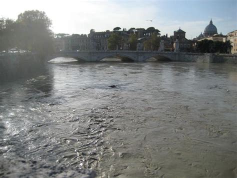 Tiber River is very high due to recent rain | River, Outdoor, Journey