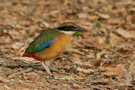 Endangered Birds In India Hindi - bus companies in india