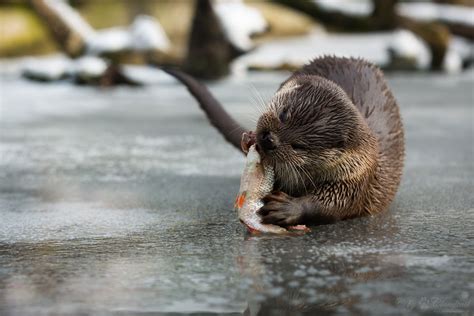 Yummy | Otter eating a fish. A pic, I've made during a visit… | Flickr