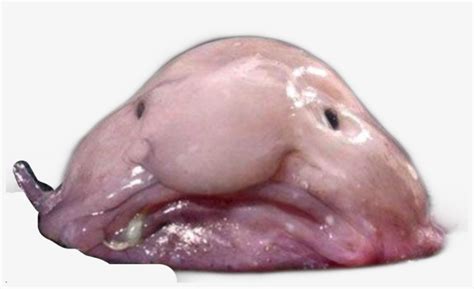 Blobfish Sticker - Blob Fish PNG Image | Transparent PNG Free Download on SeekPNG