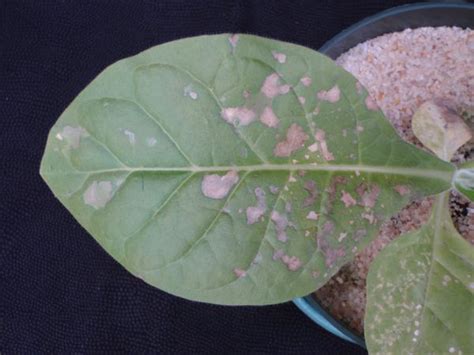 Tobacco - Phosphorus (P) Deficiency | NC State Extension Publications