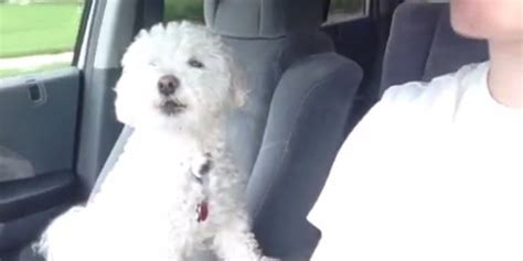 This Dog REALLY Loves Road Trips (VIDEO) | HuffPost UK