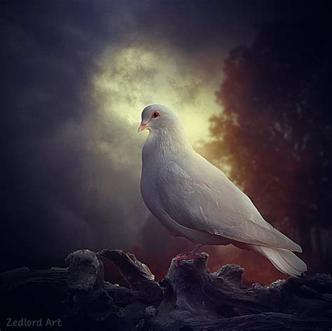 free download | Pure white Dove, dove, fantasy, bird, abstract, HD wallpaper | Peakpx