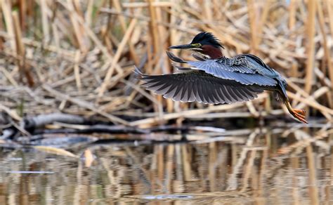 Green Heron Flight Wings - Free photo on Pixabay - Pixabay