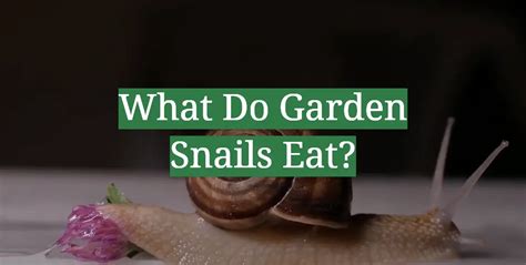 What Do Garden Snails Eat? - GardenProfy