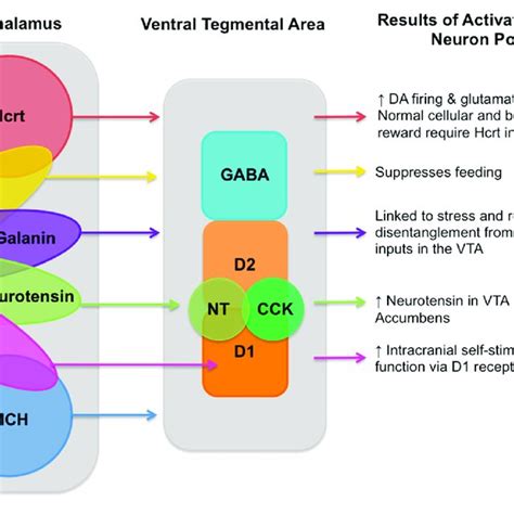 (PDF) Lateral Hypothalamic Control of the Ventral Tegmental Area ...