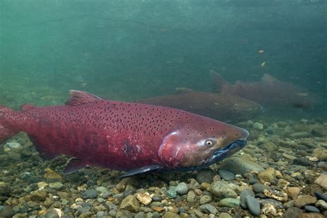 Alaska Magazine | Alaska Salmon are Getting Smaller