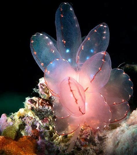 Pink Butterfly Sea Slug | Deep sea life, Weird animals, Sea slug