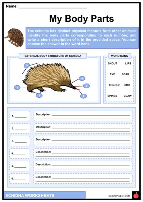 Echidna Worksheets & Facts | Diet, Physical Attributes, Behavior