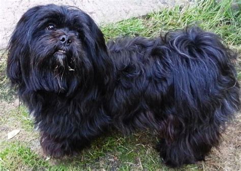 The lhasa apso is not the best dog for small children as the clumsiness and unpredictable ...