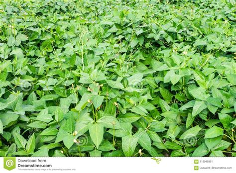 Field of Bean Plants in the Summer Garden Stock Image - Image of green, growing: 119949391