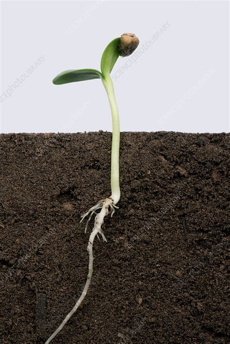 Sunflower germination, 4 of 5 - Stock Image - C036/2741 - Science Photo ...