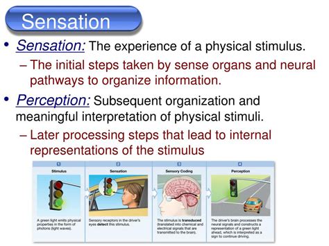 Perception Meaning