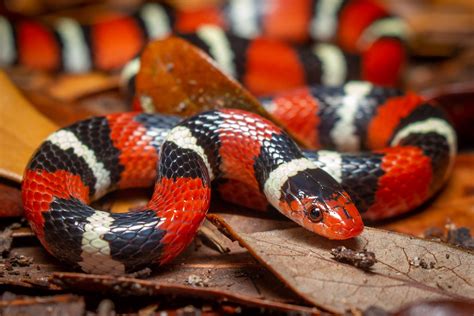 Scarlet Kingsnake (Lampropeltis elapsoides) | Noah K. Fields | Flickr