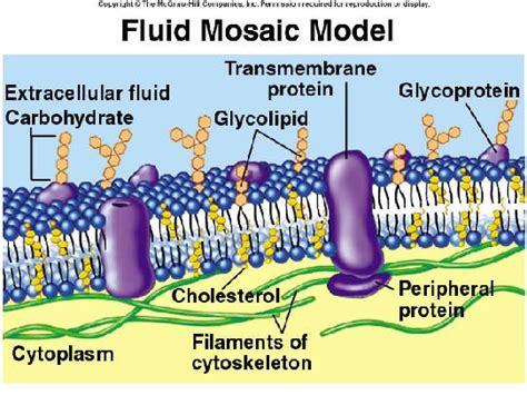 Fluid Mosaic Model of Plasma Membrane