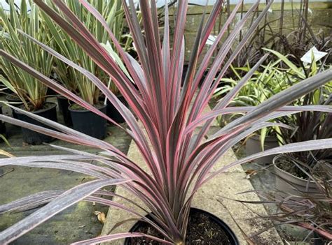 Cordyline australis Southern Splendour