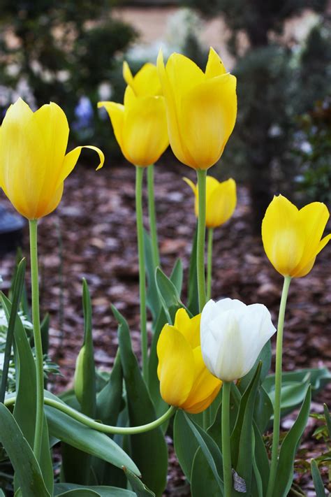 Yellow And White Tulips Free Stock Photo - Public Domain Pictures