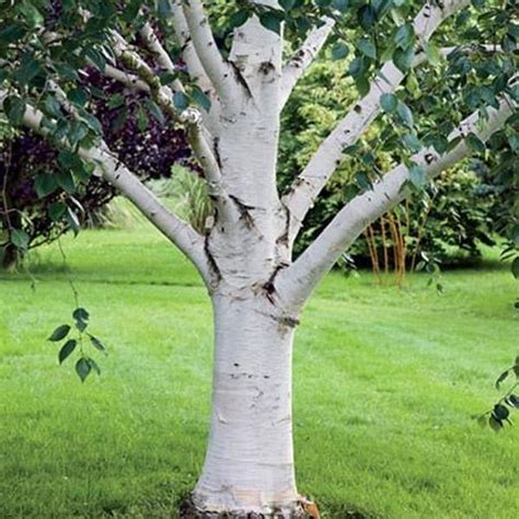 White Paper Birch Tree | Birch trees for sale, White bark trees, White birch trees