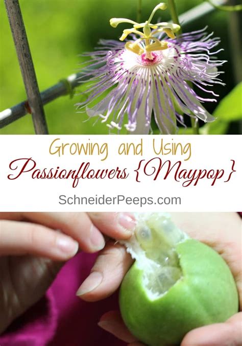 Maypop Passion Flower Recipes | Best Flower Site