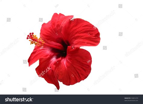 3,539 Fiji flowers Images, Stock Photos & Vectors | Shutterstock