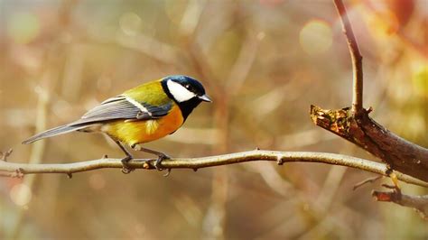 The Many Colors of a Finch Bird — Merriam Feed + Seed