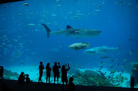 The Extraordinary Georgia Aquarium - The Culture Mom