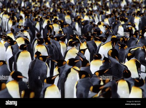 KING PENGUIN colony Stock Photo - Alamy