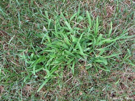 Crabgrass Pre-Emergent and how to Control Crabgrass.