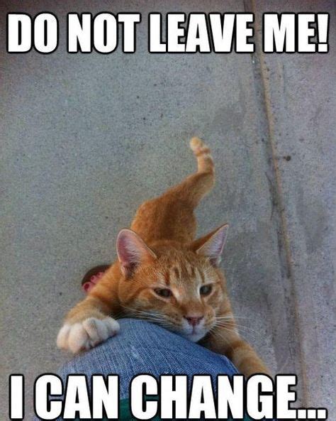 Please Stay | Funny animal pictures, Funny cats, Funny cat memes