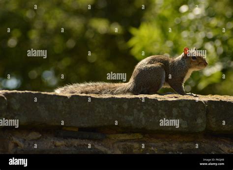 Grey Squirrel on a wall Stock Photo - Alamy