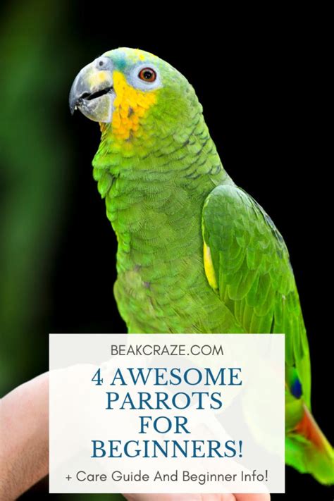 4 Parrots That Are Great For Beginners! – Beak Craze