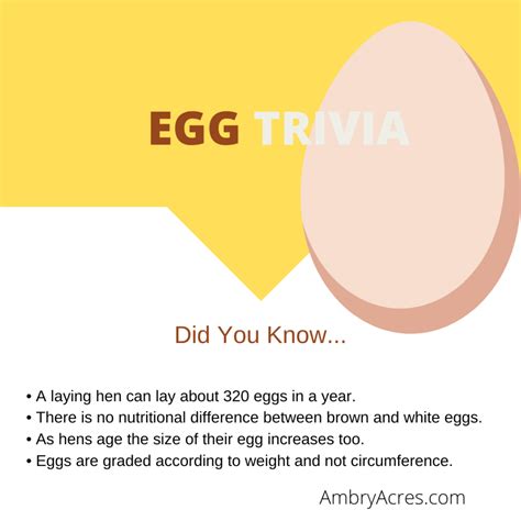 Are Ungraded Eggs Safe to Eat? Understanding Eggs - Ambry Acres