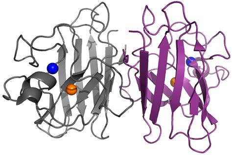 Superoxide Dismutase Structure