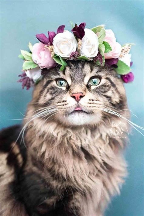 This Woman Takes the Most Breathtaking Photos of Her Cats Wearing Floral Crowns Like True Queens ...