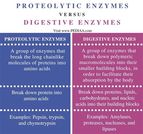 What is the Difference Between Proteolytic Enzymes and Digestive ...