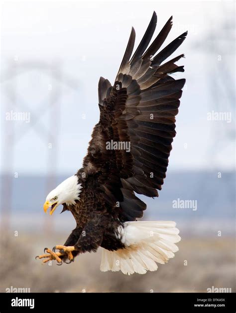 Adult Bald Eagle Landing Stock Photo - Alamy