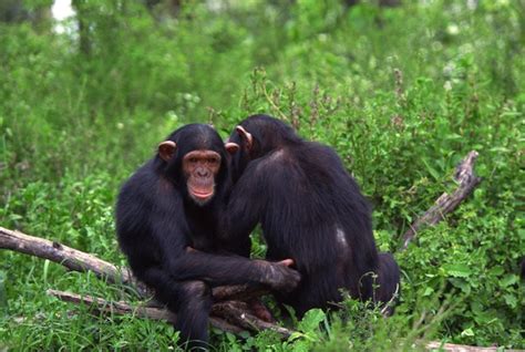 Schools for Chimpanzee & Human Communication | Education - Seattle PI