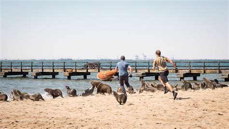 Seal Rescues | OCNamibia