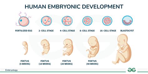 Embryology - Embryogenesis, Development and Stages of Embryology - GeeksforGeeks