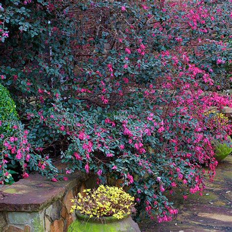 Loropetalum - FineGardening