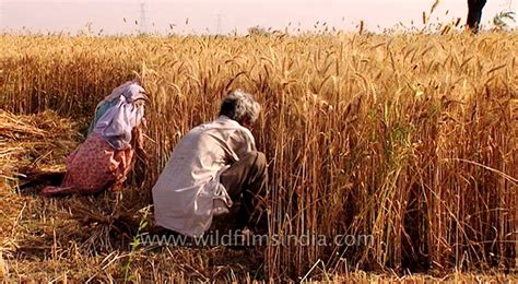 Labourers harvest wheat in India - YouTube