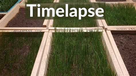 Growing grass from seed |Time-Lapse 8 days - YouTube