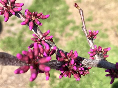 Our redbud tree is starting to bloom in our backyard! This is my favorite time of year when ...