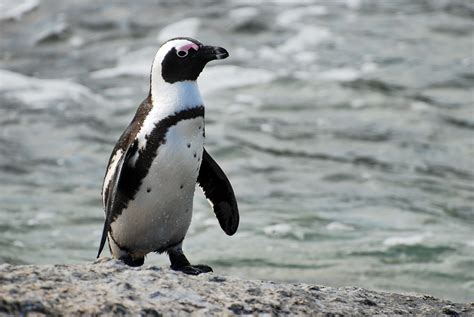 File:African penguin near Boulders Beach.jpg - Wikimedia Commons