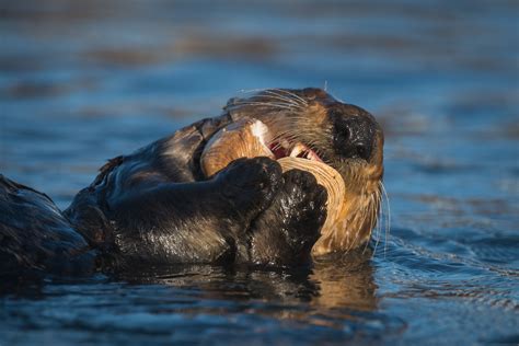 Sea Otter with Clam | Sean Crane Photography