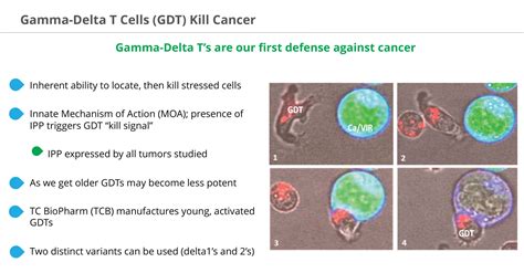 TC Biopharm developing gamma-delta T-cells therapies for oncology ...