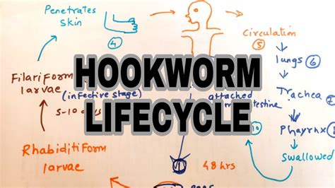 Hookworm infection || Lifecycle of hookworm || easy explaination - YouTube