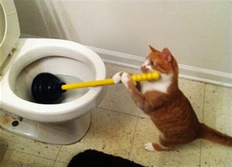 Cat plunging toilet Meme Generator - Imgflip