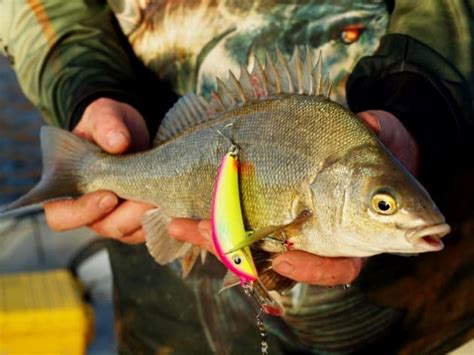 FISH FACTS: Silver perch - Fishing World Australia