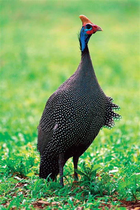 Guinea fowl | Ground-dwelling, Foraging, Pest Control | Britannica